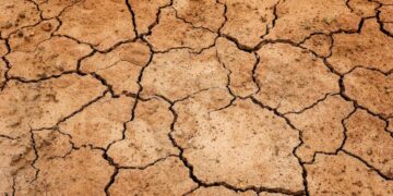 OMM: la Tunisie est la plus touchée par la baisse de la production céréalière