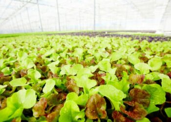 Et si l’électro-agriculture était la solution pour nourrir le monde sans lumière solaire?