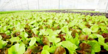 Et si l’électro-agriculture était la solution pour nourrir le monde sans lumière solaire?
