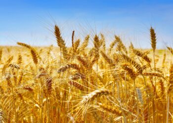 70 000 ha seront cultivés à Nabeul, le blé dur y occupe la grande partie