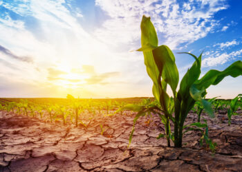 Tunisie: la PARM propose des mesures face aux risques agricoles