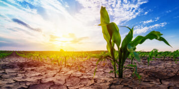 Tunisie: la PARM propose des mesures face aux risques agricoles