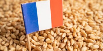 TradeMap: le Maroc est le premier importateur africain de blé français en 2023