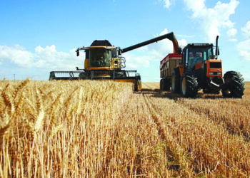 Kairouan: plus de 53 mille ha seront consacrés à la céréaliculture