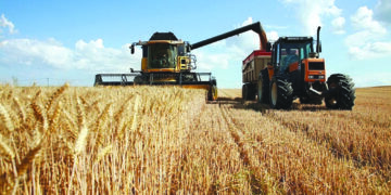 Kairouan: plus de 53 mille ha seront consacrés à la céréaliculture