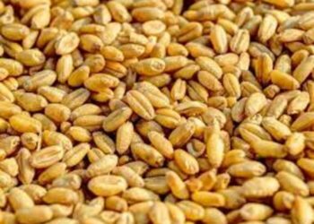 Égypte plus grand achat blé réduire dépenses