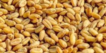 Égypte plus grand achat blé réduire dépenses