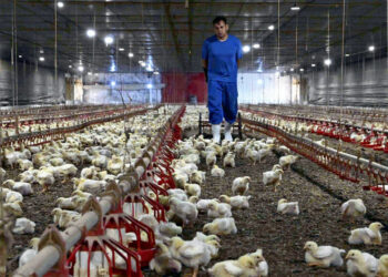 La volaille brésilienne gagne du terrain en Afrique du nord