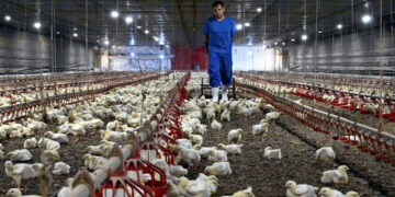 La volaille brésilienne gagne du terrain en Afrique du nord