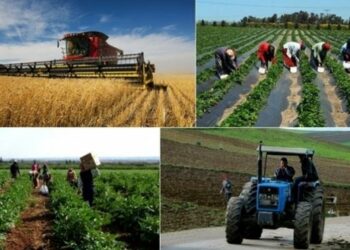 Baisse des investissements agricoles privés en Tunisie: voici les chiffres
