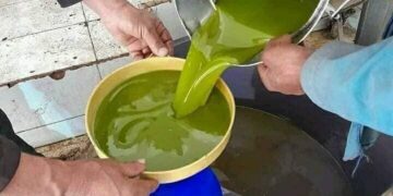 Précisions du ministère de l’agriculture sur les prix de l’huile d’olive pour la saison 2024-2025