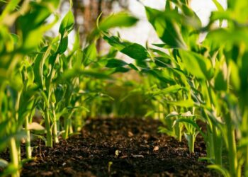 L’UE renforce la durabilité en Tunisie avec un soutien de 70 millions d’euros pour l’agriculture et la pêche