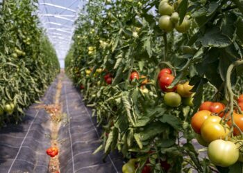 D’où viendront les 1,6% de croissance de 2024?