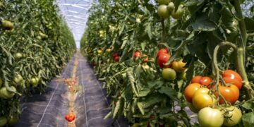 D’où viendront les 1,6% de croissance de 2024?