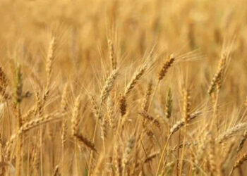 avenir blé Afrique subsaharienne