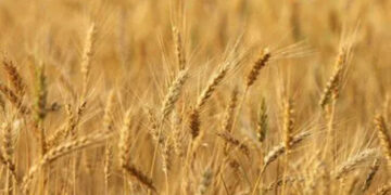 avenir blé Afrique subsaharienne