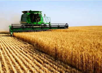 JORT: les prix des céréales fixés pour la campagne 2024-2025