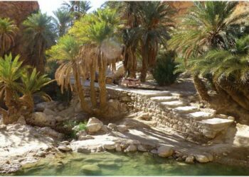 Campagne de plantation d’arbres dans la zone industrielle de Gabès