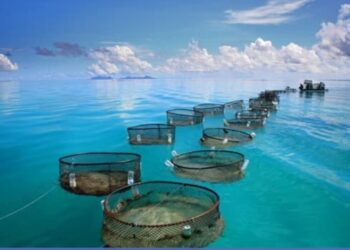 Hammamet abritera la conférence Aquaculture Afrique 2024