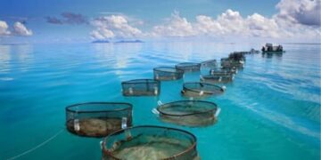 Hammamet abritera la conférence Aquaculture Afrique 2024