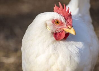 Hausse des prix du poulet de chair vif en octobre 2024