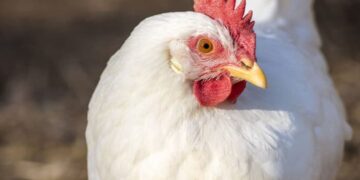 Hausse des prix du poulet de chair vif en octobre 2024