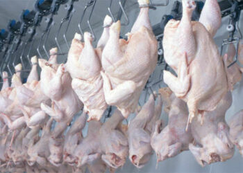 Signalez toute vente de poulet au-delà des prix fixés