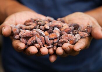 2024 : le cacao enregistre des records historiques