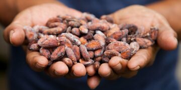 2024 : le cacao enregistre des records historiques