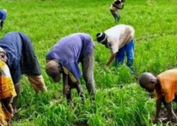 Sénégal: plus de 55 millions d’euros de la BAD pour booster l’agriculture, l’emploi et les revenus dans 9 régions