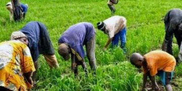 Sénégal: plus de 55 millions d’euros de la BAD pour booster l’agriculture, l’emploi et les revenus dans 9 régions