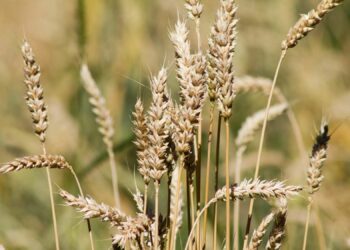 Le blé russe s’impose comme une nouvelle priorité pour le marché marocain