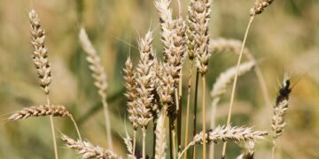 Le blé russe s’impose comme une nouvelle priorité pour le marché marocain