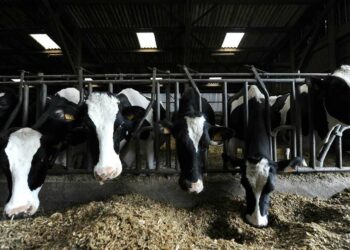 Des crédits sans intérêts pour les éleveurs de bovins en 2025!