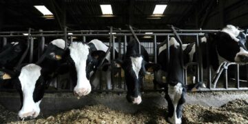 Des crédits sans intérêts pour les éleveurs de bovins en 2025!