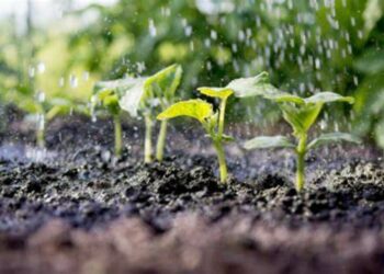 FAO: entre sécurité alimentaire et rareté de l’eau, quelle stratégie pour demain?