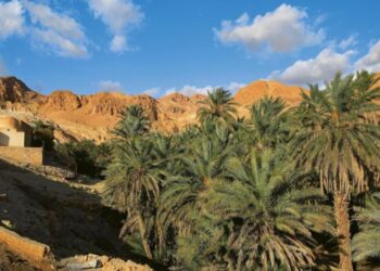 Tozeur: vers une accélération de l’attribution des lots agricoles prêts