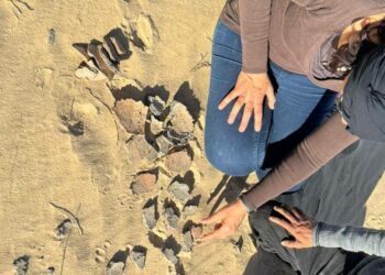 Trouvaille archéologique à Chott Jerid