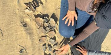 Trouvaille archéologique à Chott Jerid