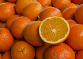 12.000 tonnes d’agrumes destinées à l’exportation vers la France