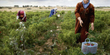 L’APIA approuve des financements pour soutenir les jeunes agriculteurs à hauteur de 2,6 Mtnd