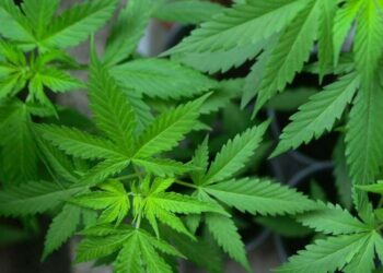 Cannabis médical: l’Afrique du Sud dans le top 10 des exportateurs mondiaux