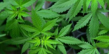 Cannabis médical: l’Afrique du Sud dans le top 10 des exportateurs mondiaux