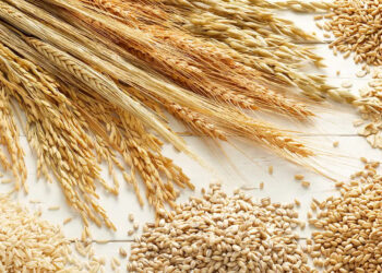 ONAGRI : stabilité attendue des prix des céréales sur le marché mondial, malgré les incertitudes