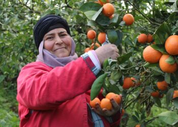 Onagri: 41,4% d’augmentation des exportations des agrumes