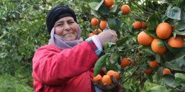 Onagri: 41,4% d’augmentation des exportations des agrumes