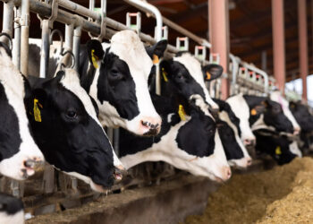 Plus de 3 Mrds de dinars de perte de troupeaux de bovins entre 2020 et 2023…