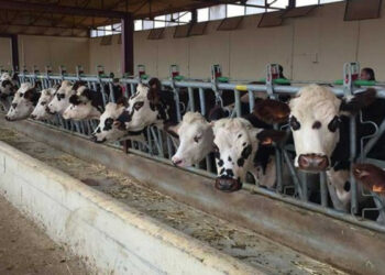 Face au changement climatique, comment sauver le secteur de l’élevage?