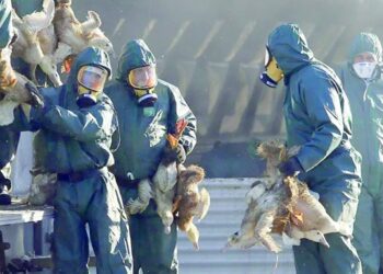 Grippe aviaire: faut-il s’inquiéter d’un risque de pandémie?