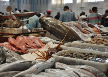 ONAGRI: Balance commerciale excédentaire pour les produits de la pêche